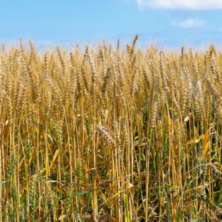 スペルト小麦のカントリーケーキ