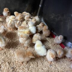 平飼いたまごを使ったケーキ