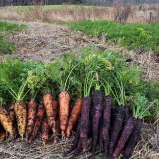 キャロットケーキの人参は無農薬栽培の黒田五寸人参!!