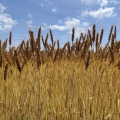 当たり前が違うということ  ― 小麦を選ぶときに思うこと ―