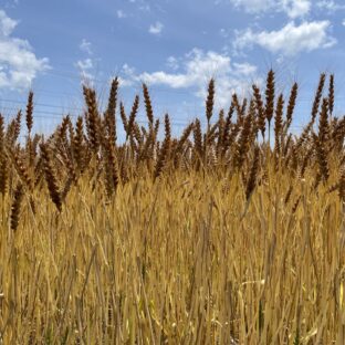 当たり前が違うということ  ― 小麦を選ぶときに思うこと ―