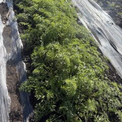 人参の葉という素材について ～お菓子に使う、もうひとつの人参 ～