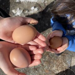 私たちのケーキと、平飼いの卵